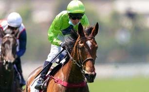 TCL TV Stakes Wrap