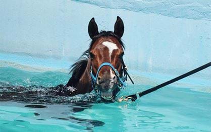 Ever seen a horse swim?